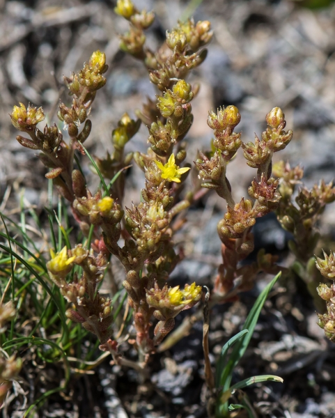 Pflanzenbild gross Einjähriger Mauerpfeffer - Sedum annuum