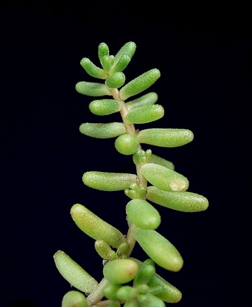 Pflanzenbild gross Weisser Mauerpfeffer - Sedum album