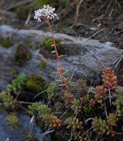 Pflanzenbild gross Weisser Mauerpfeffer - Sedum album