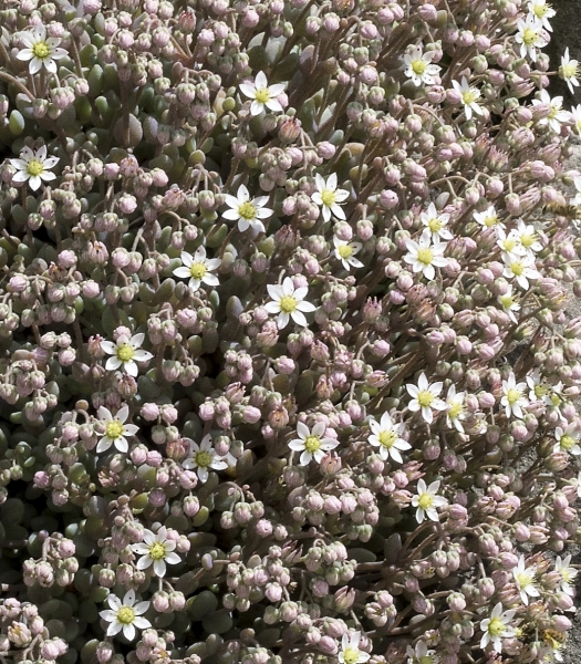 Pflanzenbild gross Dickblättriger Mauerpfeffer - Sedum dasyphyllum