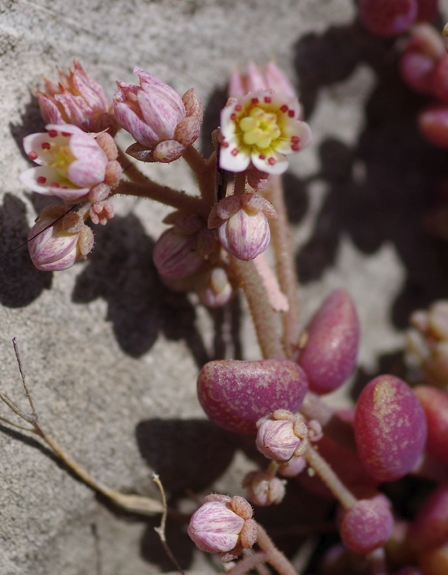 Pflanzenbild gross Dickblättriger Mauerpfeffer - Sedum dasyphyllum