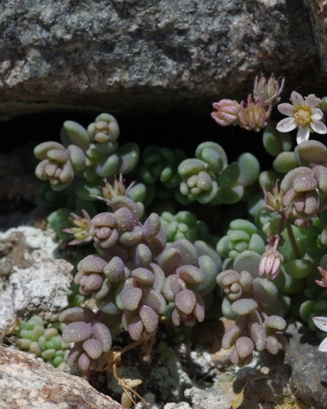 Pflanzenbild gross Dickblättriger Mauerpfeffer - Sedum dasyphyllum