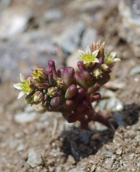 Pflanzenbild gross Dunkler Mauerpfeffer - Sedum atratum