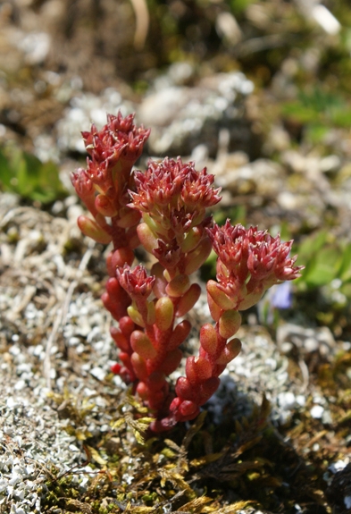 Pflanzenbild gross Dunkler Mauerpfeffer - Sedum atratum