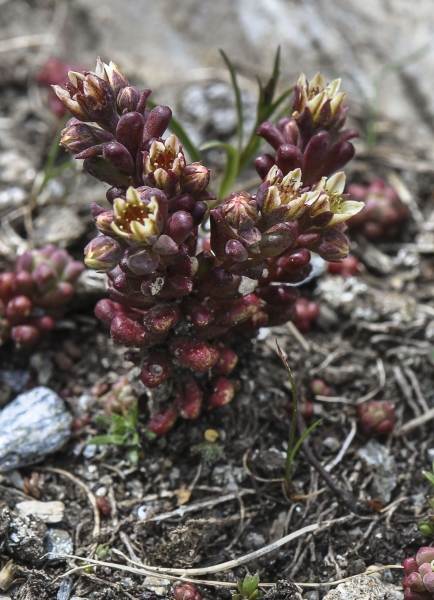 Pflanzenbild gross Dunkler Mauerpfeffer - Sedum atratum