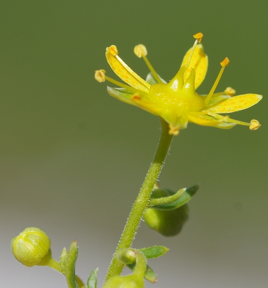 Pflanzenbild gross Bach-Steinbrech - Saxifraga aizoides
