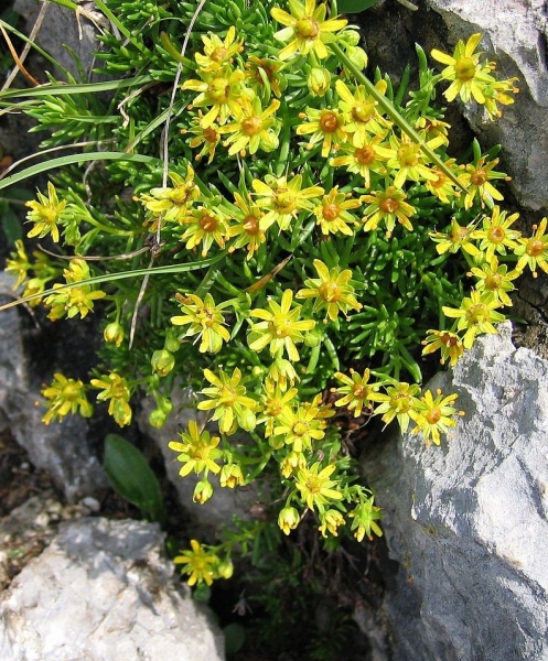 Pflanzenbild gross Bach-Steinbrech - Saxifraga aizoides