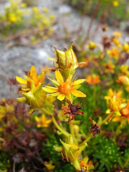Pflanzenbild gross Bach-Steinbrech - Saxifraga aizoides