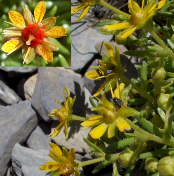 Pflanzenbild gross Bach-Steinbrech - Saxifraga aizoides