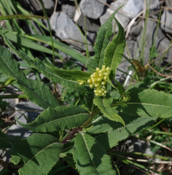 Pflanzenbild gross Fuchs' Greiskraut - Senecio ovatus