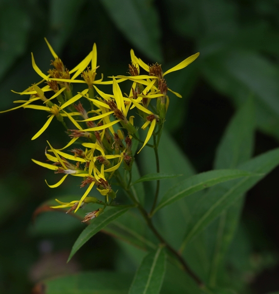 Pflanzenbild gross Fuchs' Greiskraut - Senecio ovatus