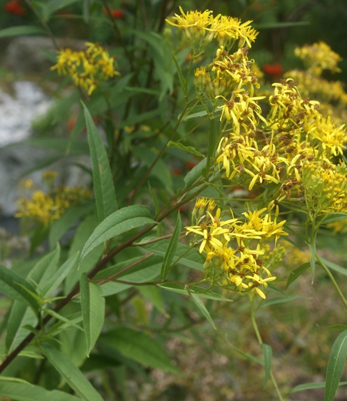 Pflanzenbild gross Fuchs' Greiskraut - Senecio ovatus
