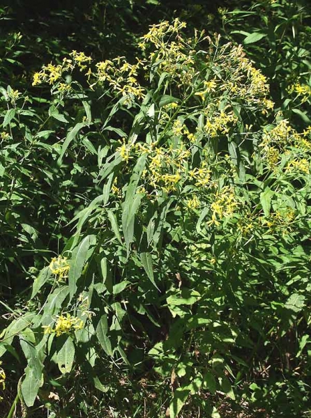 Pflanzenbild gross Fuchs' Greiskraut - Senecio ovatus