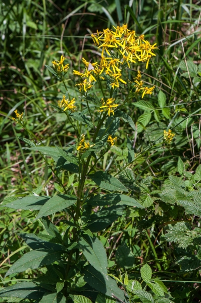 Pflanzenbild gross Fuchs' Greiskraut - Senecio ovatus