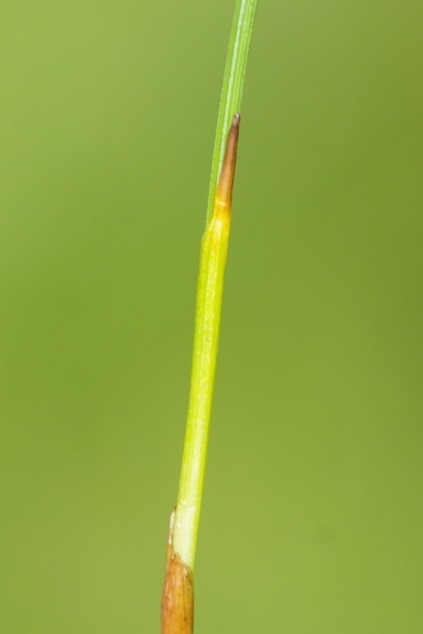 Pflanzenbild gross Rasen-Haarbinse - Trichophorum cespitosum