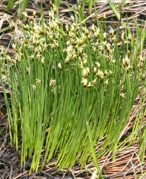 Pflanzenbild gross Rasen-Haarbinse - Trichophorum cespitosum