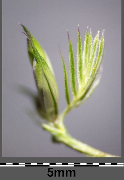 Pflanzenbild gross Wiesen-Kammgras - Cynosurus cristatus