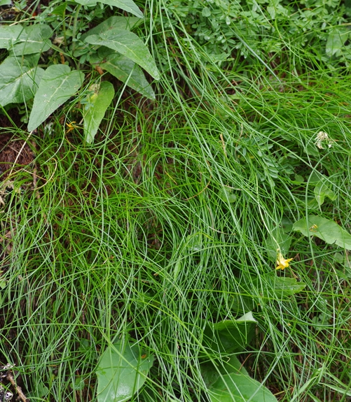 Pflanzenbild gross Draht-Schmiele - Avenella flexuosa