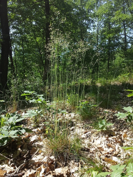 Pflanzenbild gross Draht-Schmiele - Avenella flexuosa