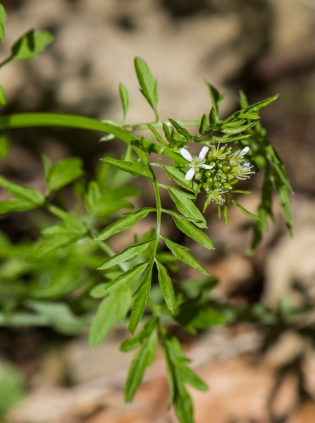 Pflanzenbild gross Spring-Schaumkraut - Cardamine impatiens