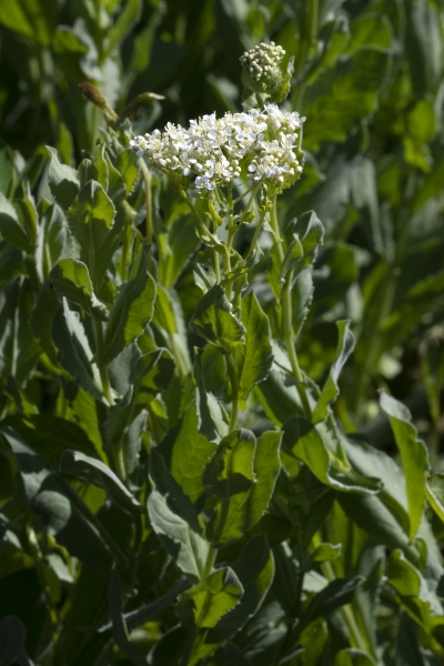 Pflanzenbild gross Pfeilkresse - Cardaria draba