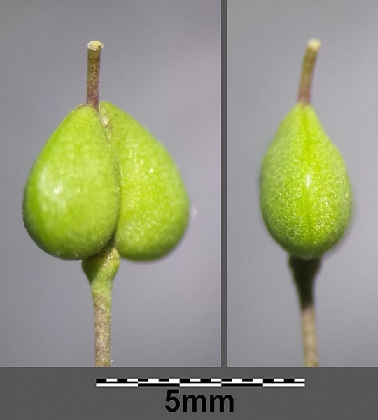 Pflanzenbild gross Pfeilkresse - Cardaria draba