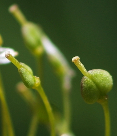 Pflanzenbild gross Pfeilkresse - Cardaria draba