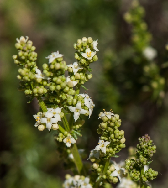 Pflanzenbild gross Glänzendes Labkraut - Galium lucidum