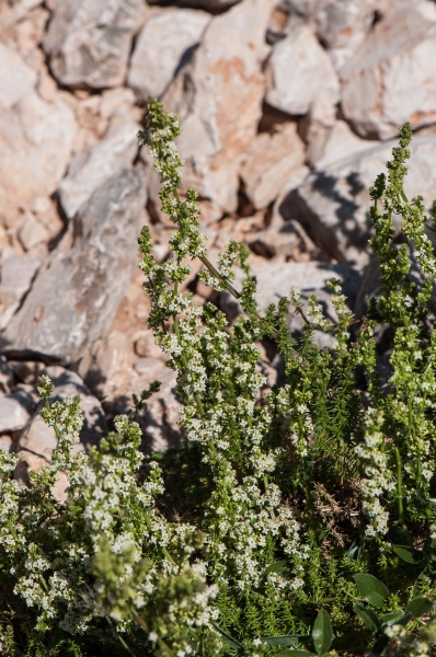 Pflanzenbild gross Glänzendes Labkraut - Galium lucidum