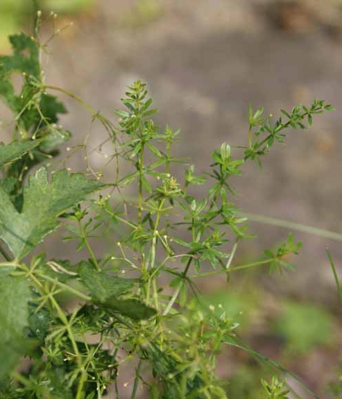 Pflanzenbild gross Glänzendes Labkraut - Galium lucidum