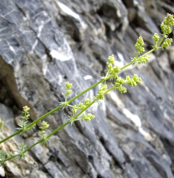 Pflanzenbild gross Glänzendes Labkraut - Galium lucidum