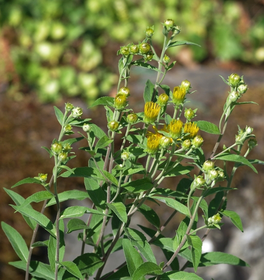 Pflanzenbild gross Schweizer Alant - Inula helvetica