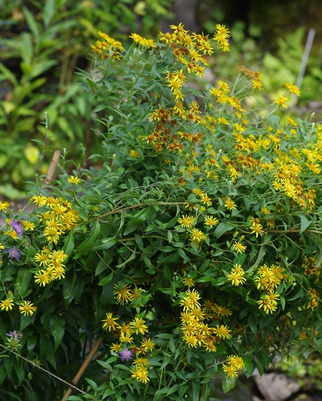 Pflanzenbild gross Schweizer Alant - Inula helvetica