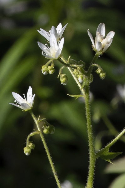 Pflanzenbild gross Rundblättriger Steinbrech - Saxifraga rotundifolia