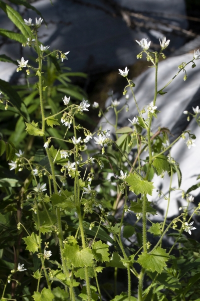 Pflanzenbild gross Rundblättriger Steinbrech - Saxifraga rotundifolia
