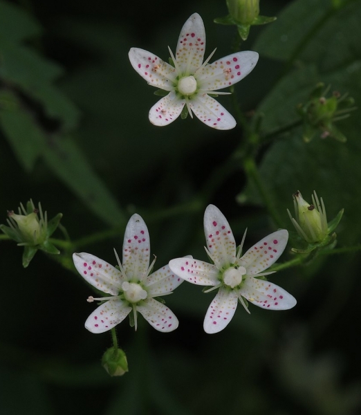 Pflanzenbild gross Rundblättriger Steinbrech - Saxifraga rotundifolia
