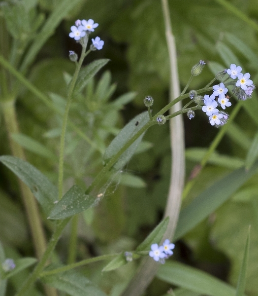 Pflanzenbild gross Wald-Vergissmeinnicht - Myosotis sylvatica