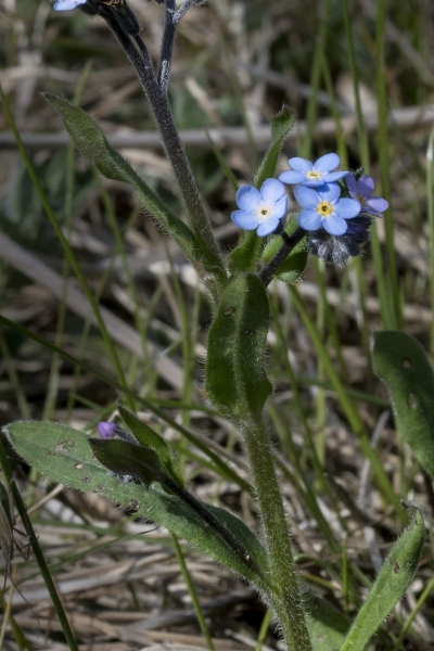 Pflanzenbild gross Wald-Vergissmeinnicht - Myosotis sylvatica