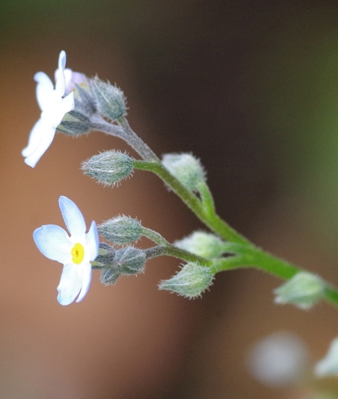 Pflanzenbild gross Wald-Vergissmeinnicht - Myosotis sylvatica