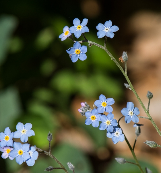 Pflanzenbild gross Wald-Vergissmeinnicht - Myosotis sylvatica