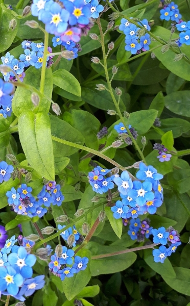 Pflanzenbild gross Wald-Vergissmeinnicht - Myosotis sylvatica