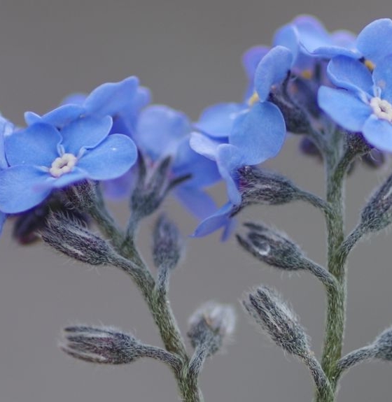 Pflanzenbild gross Alpen-Vergissmeinnicht - Myosotis alpestris