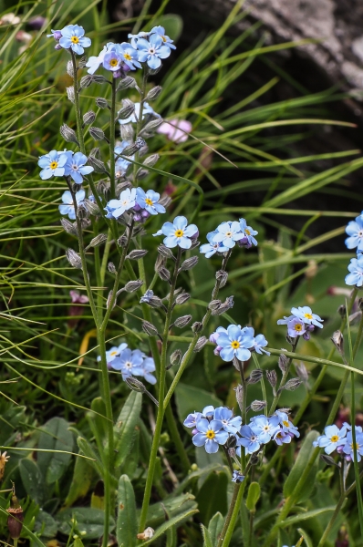 Pflanzenbild gross Alpen-Vergissmeinnicht - Myosotis alpestris