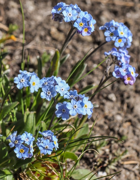 Pflanzenbild gross Alpen-Vergissmeinnicht - Myosotis alpestris