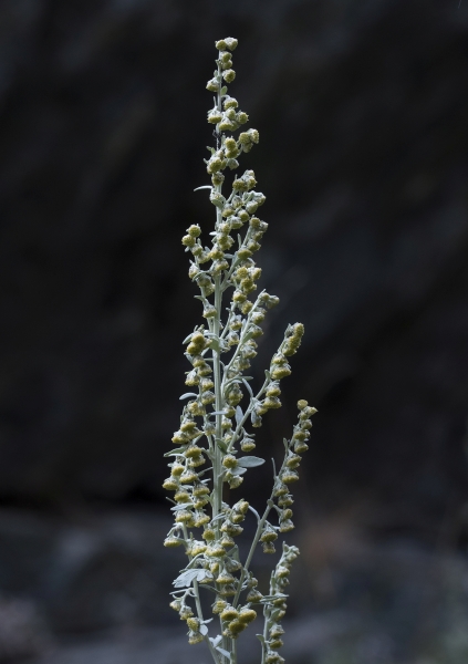 Pflanzenbild gross Echter Wermut - Artemisia absinthium