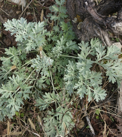 Pflanzenbild gross Echter Wermut - Artemisia absinthium