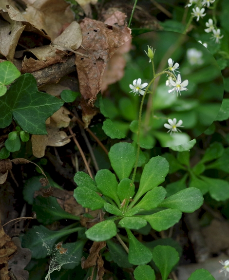 Pflanzenbild gross Keilblättriger Steinbrech - Saxifraga cuneifolia