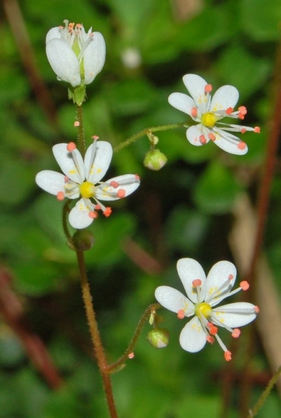 Pflanzenbild gross Keilblättriger Steinbrech - Saxifraga cuneifolia