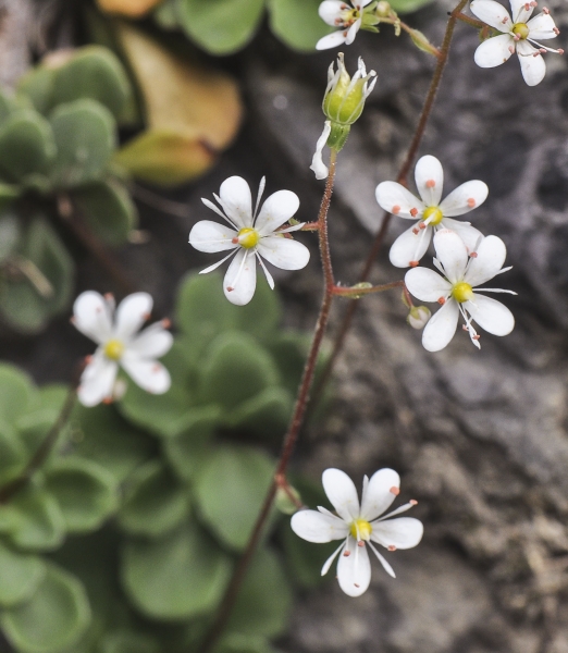 Pflanzenbild gross Keilblättriger Steinbrech - Saxifraga cuneifolia