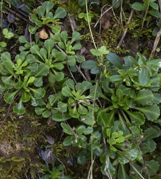 Pflanzenbild gross Keilblättriger Steinbrech - Saxifraga cuneifolia